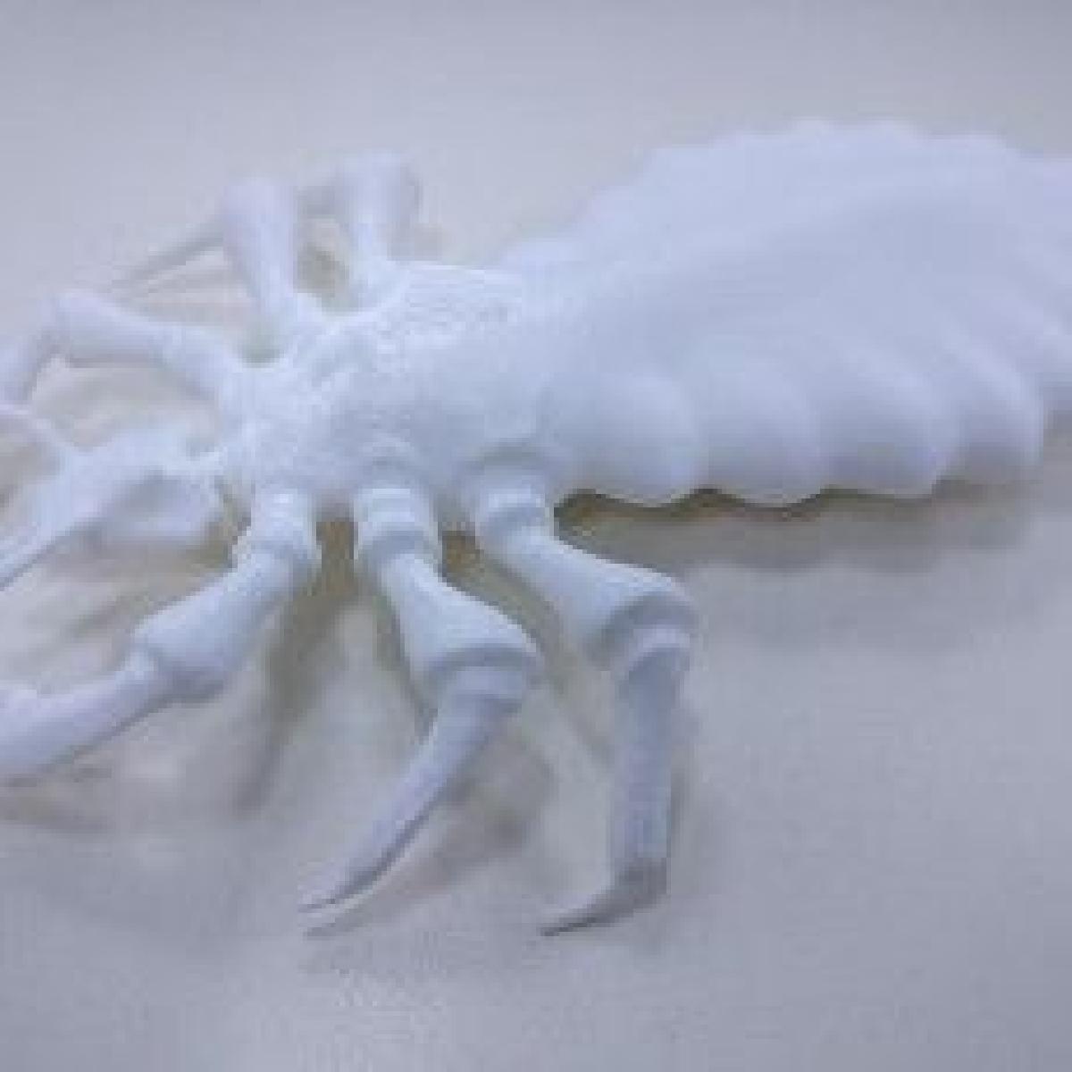 Exercicio E3D+VET: Piolhos de Cabeca