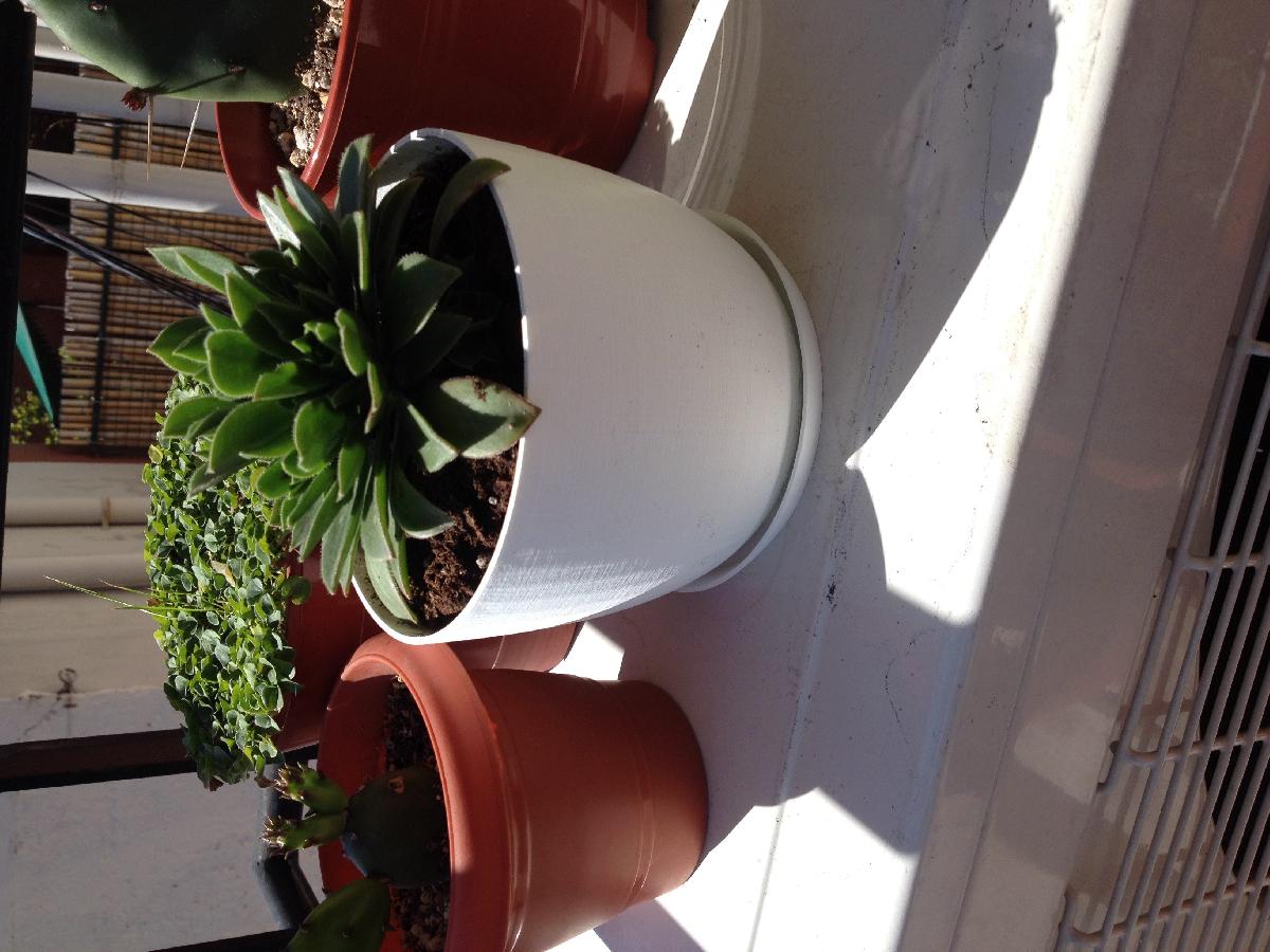 vaso de planta