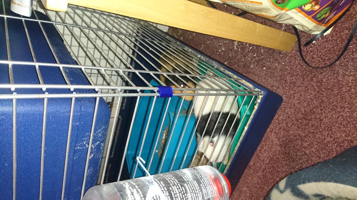 Gaiola para animais de estimacao interna