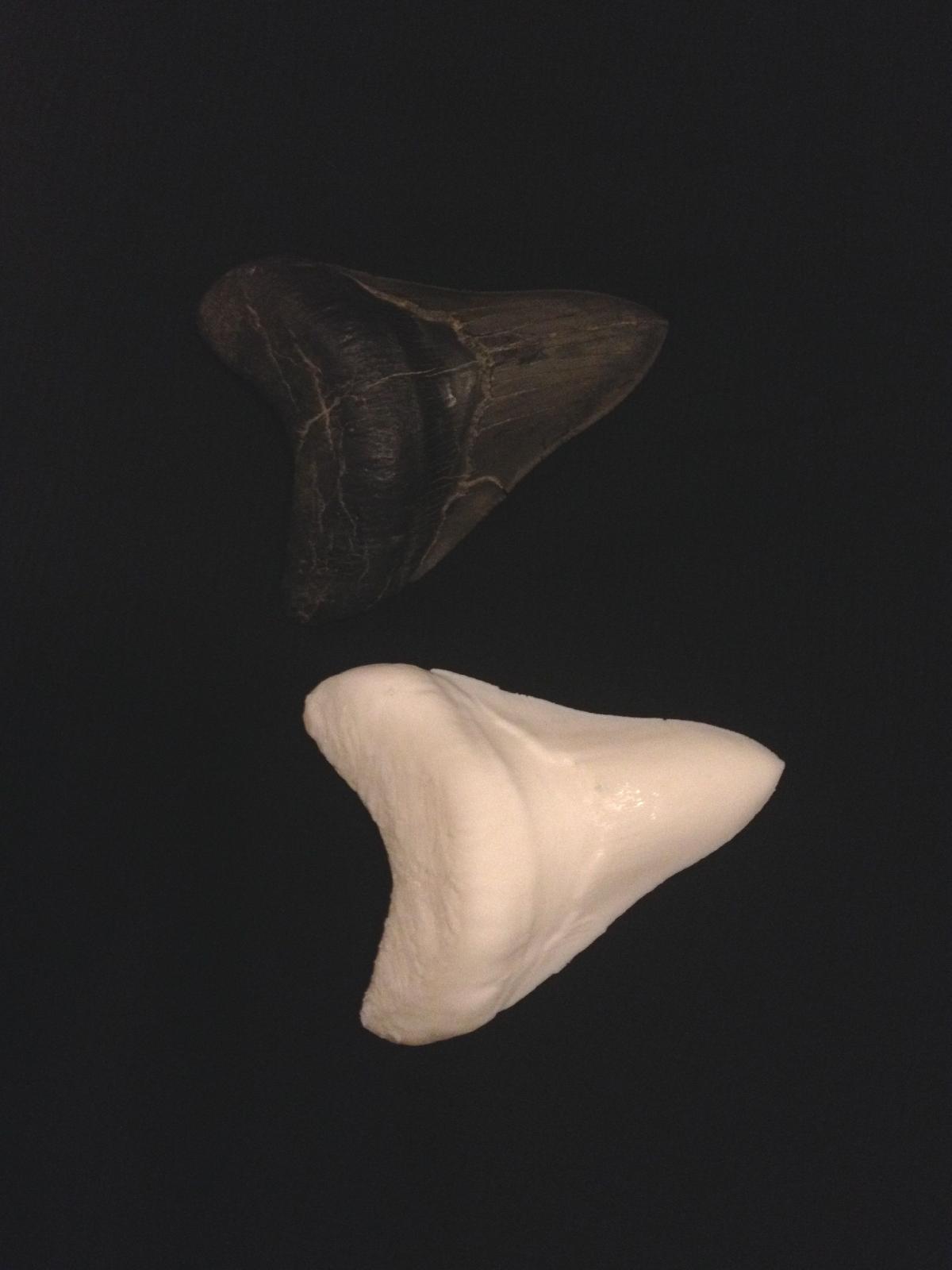 Megalodon escaneado dente fossil