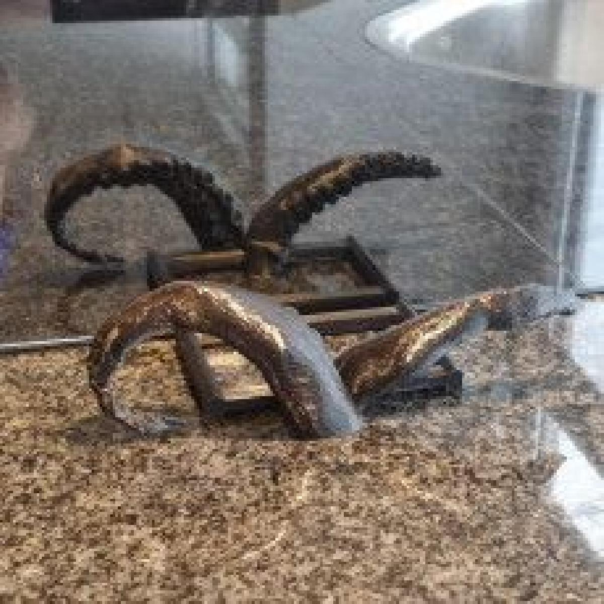 Suporte para tabua de cortar Kraken