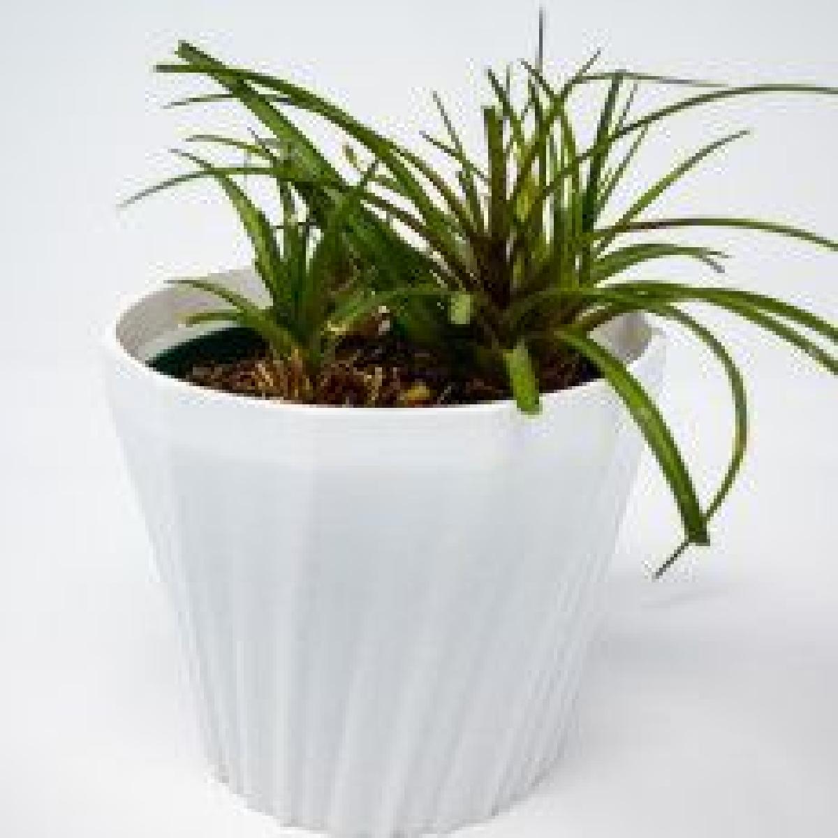 Vaso de 6 polegadas de diametro