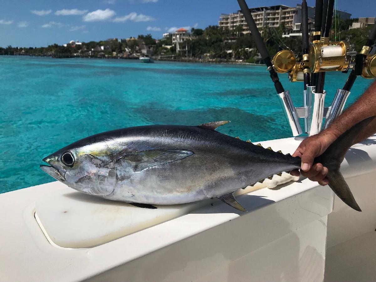 Isca de pesca em agua salgada