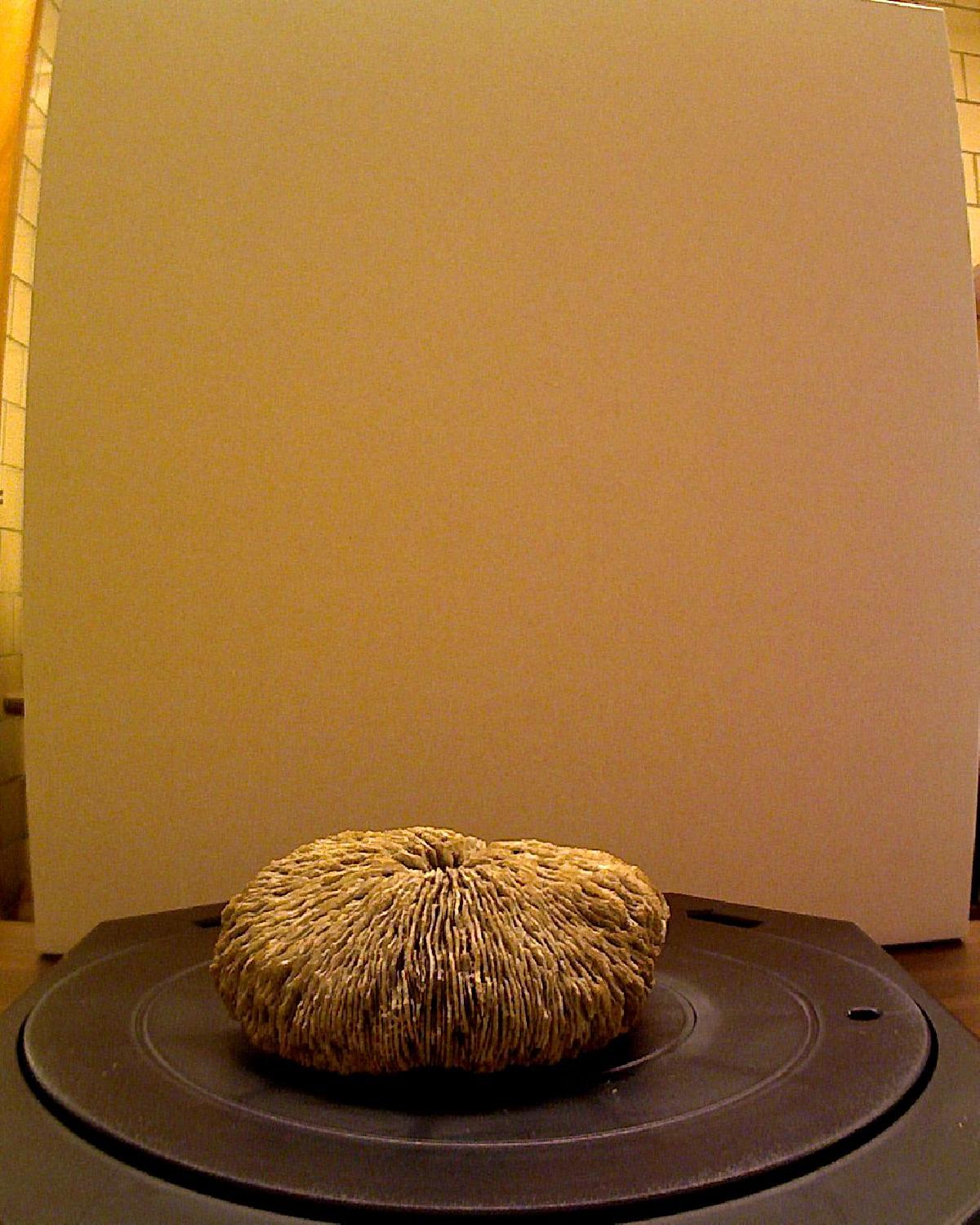 Coral Cogumelo (Scleractinia: Fungiidae)