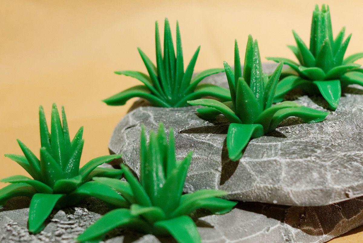 Planta de mesa: Conjunto de 5 Agaves (numero diferente de folhas)