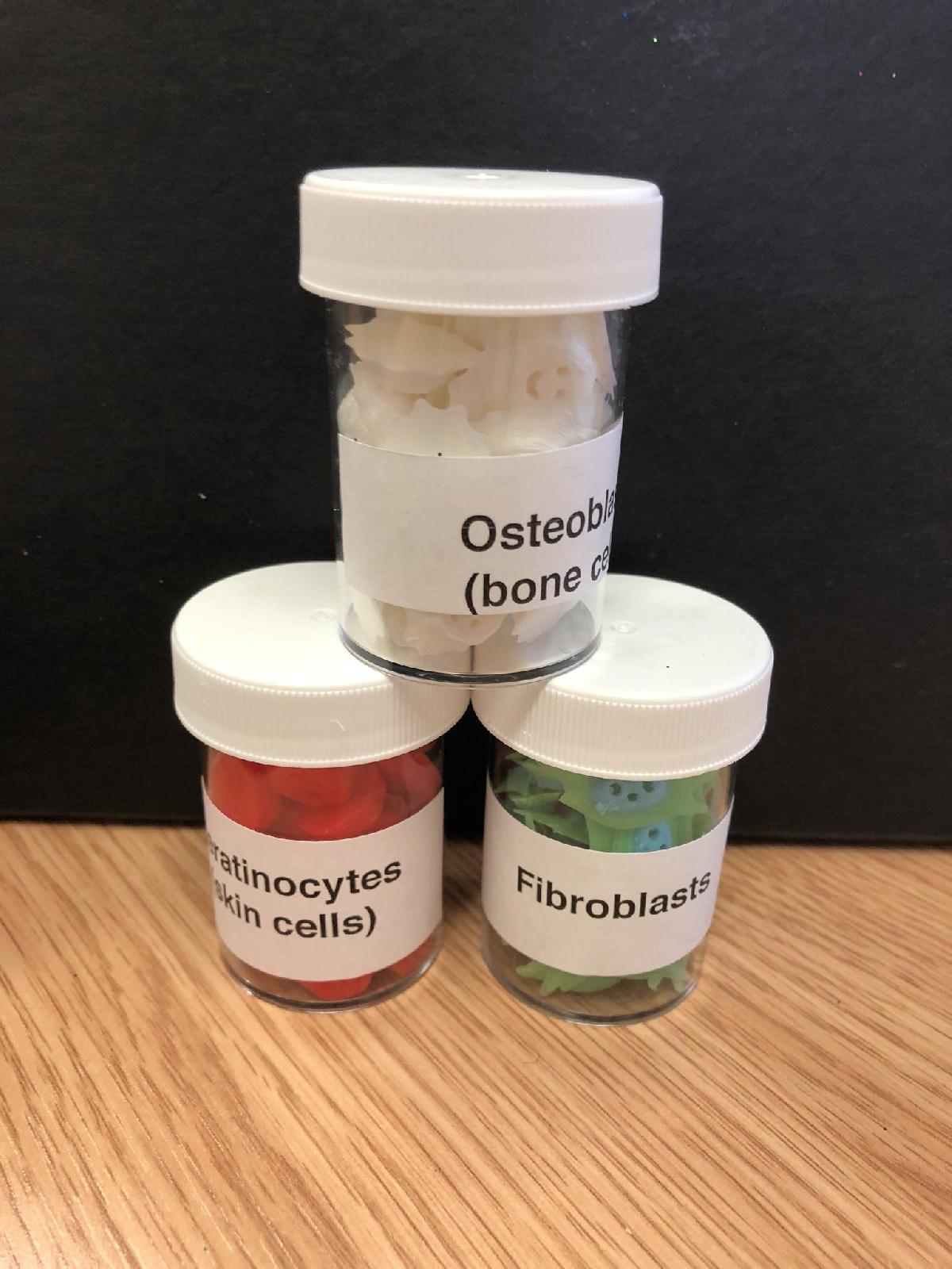 Celulas felizes (fibroblastos, queratinocitos e osteoclastos)