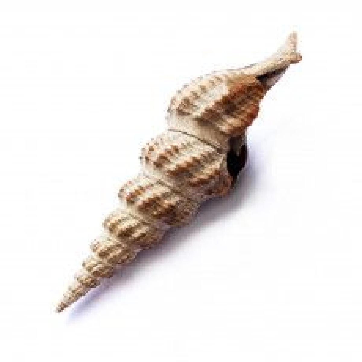 TURRIDAE Genero e especie indeterminada cf. Carinodrillia sp.