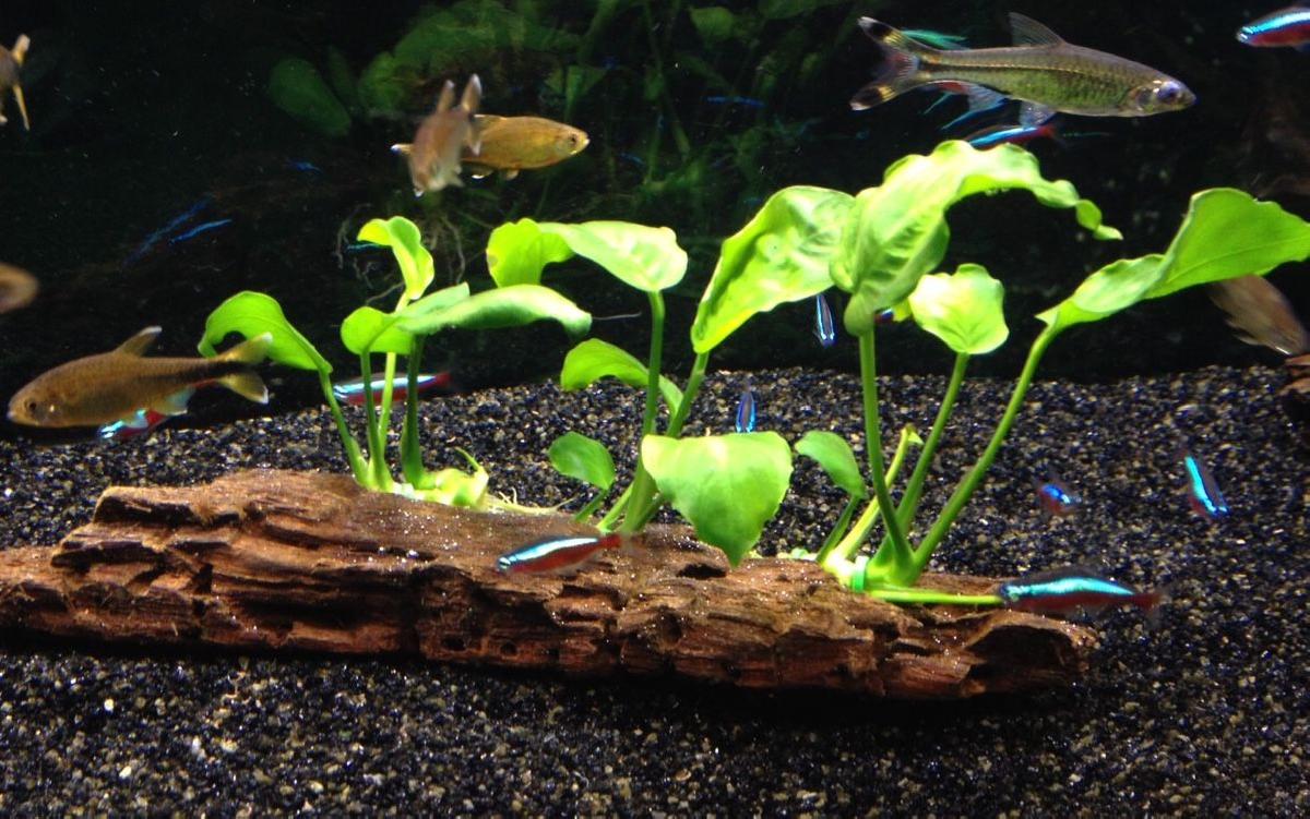 Fixacao de Plantas para Aquario II