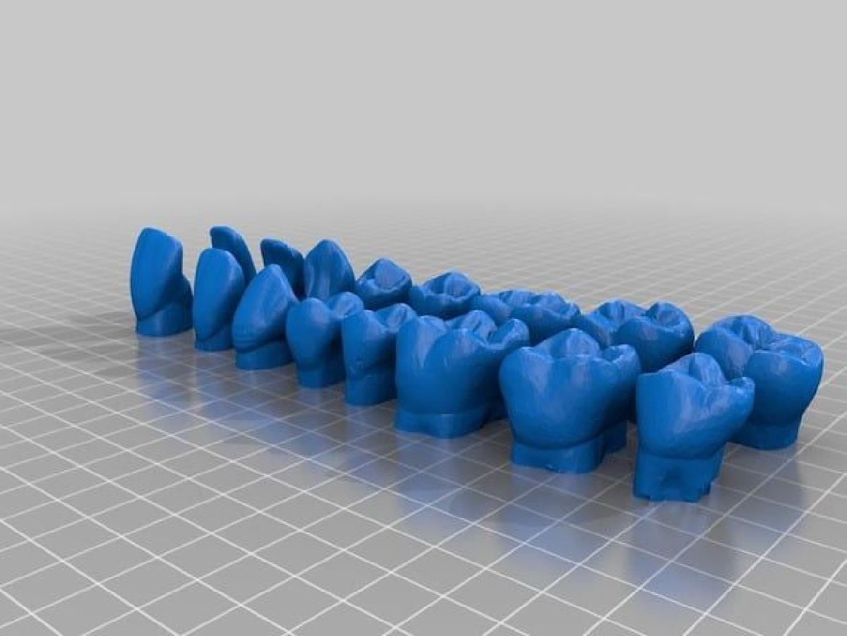 Modelos de dentes adultos para aprender a morfologia dentária