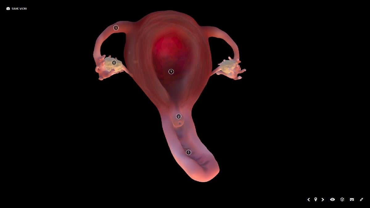 Útero anatômico, vagina e órgãos sexuais internos