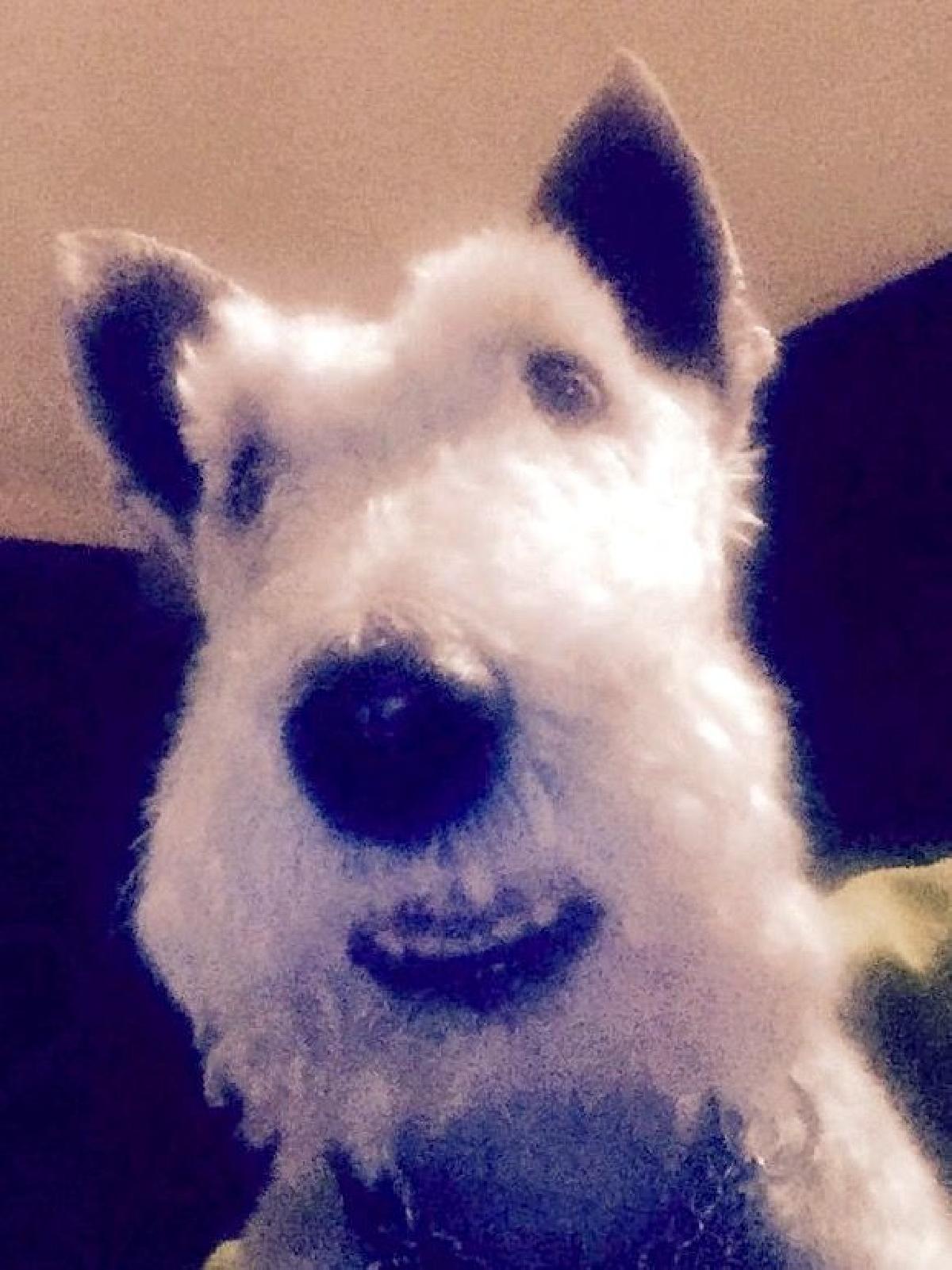 Tigela de cachorro com nome em cima