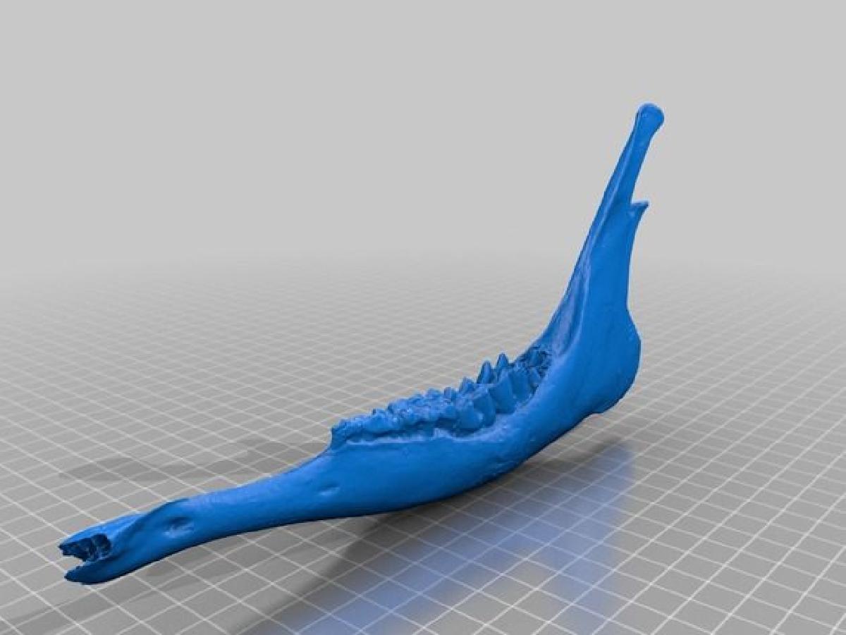 Mandibula de cervo