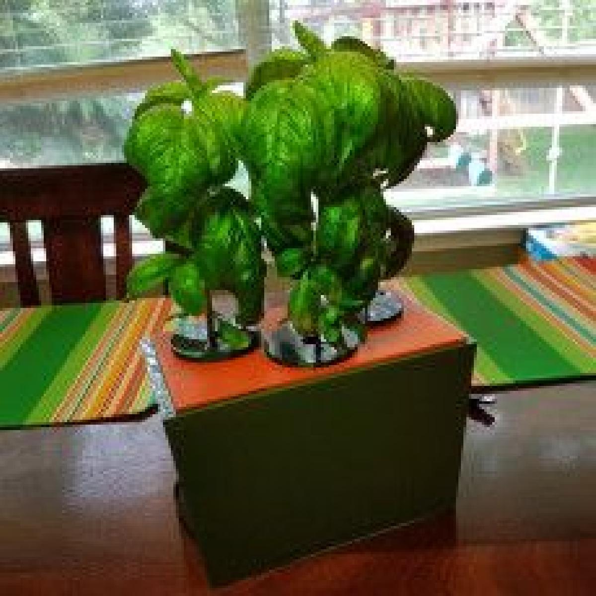 Caixa de plantador hidroponico (DWC All In One)