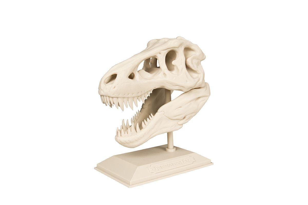 O Crânio T Rex