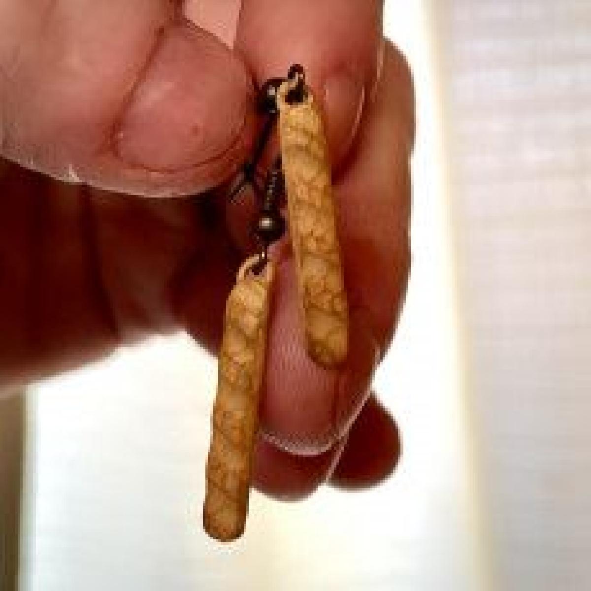 Charme da baguete