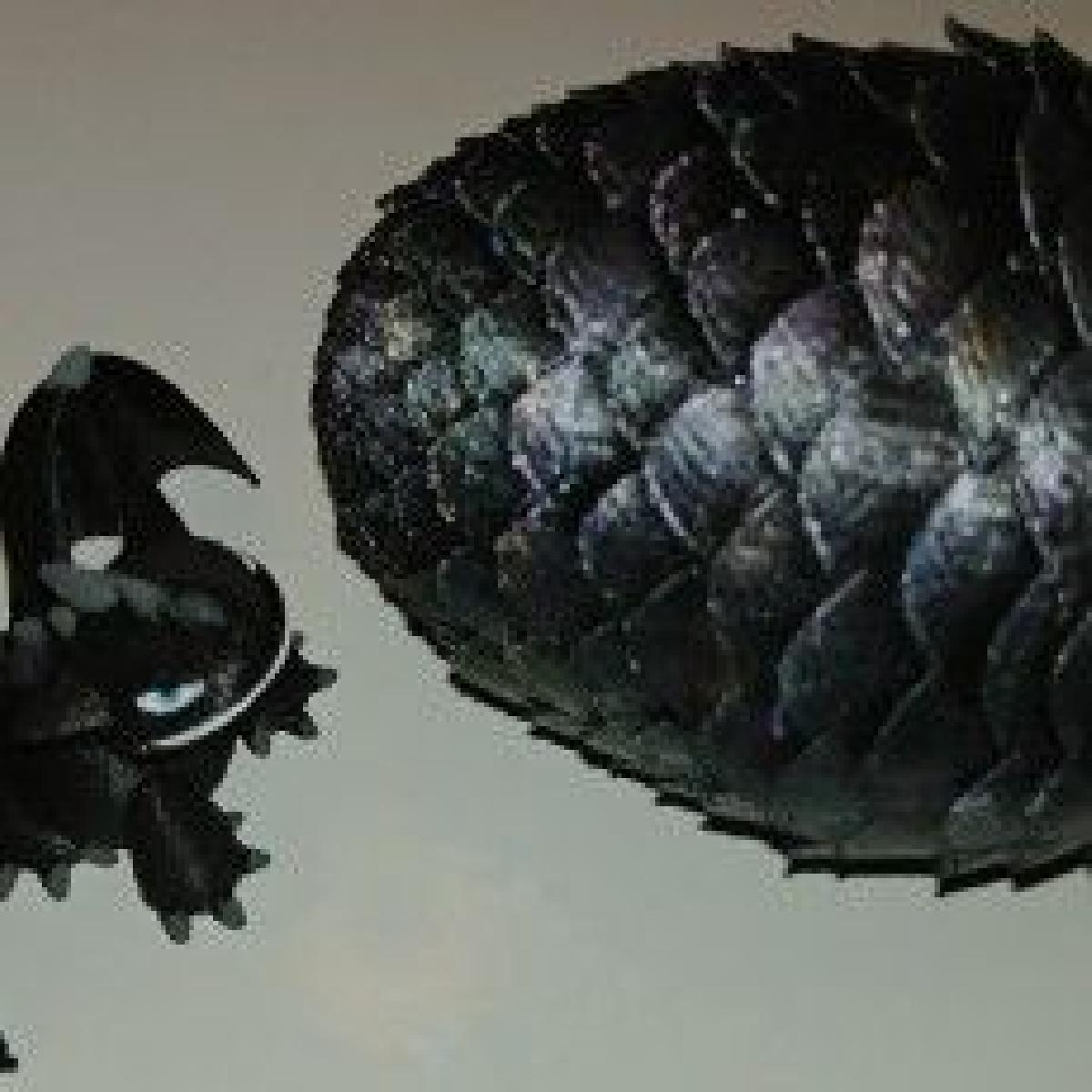 Dragon Egg & Dragon Articulado