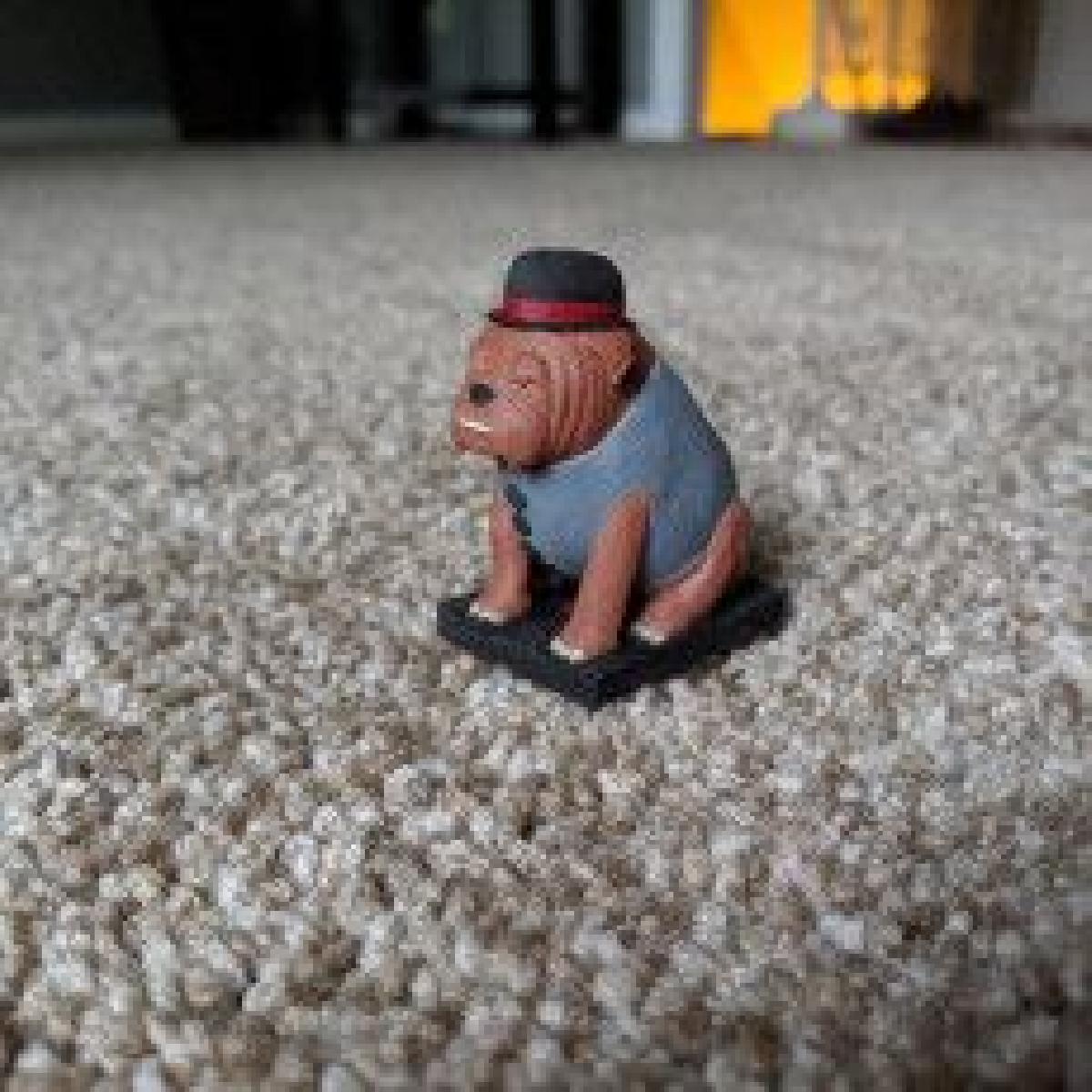 Cão Dapper