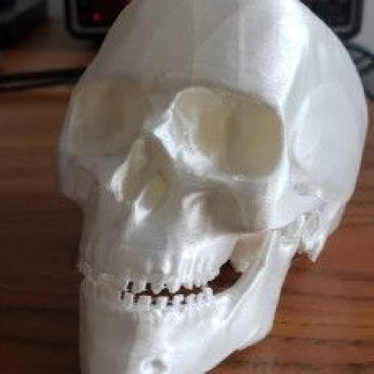 Crânio de Alto Detalhe