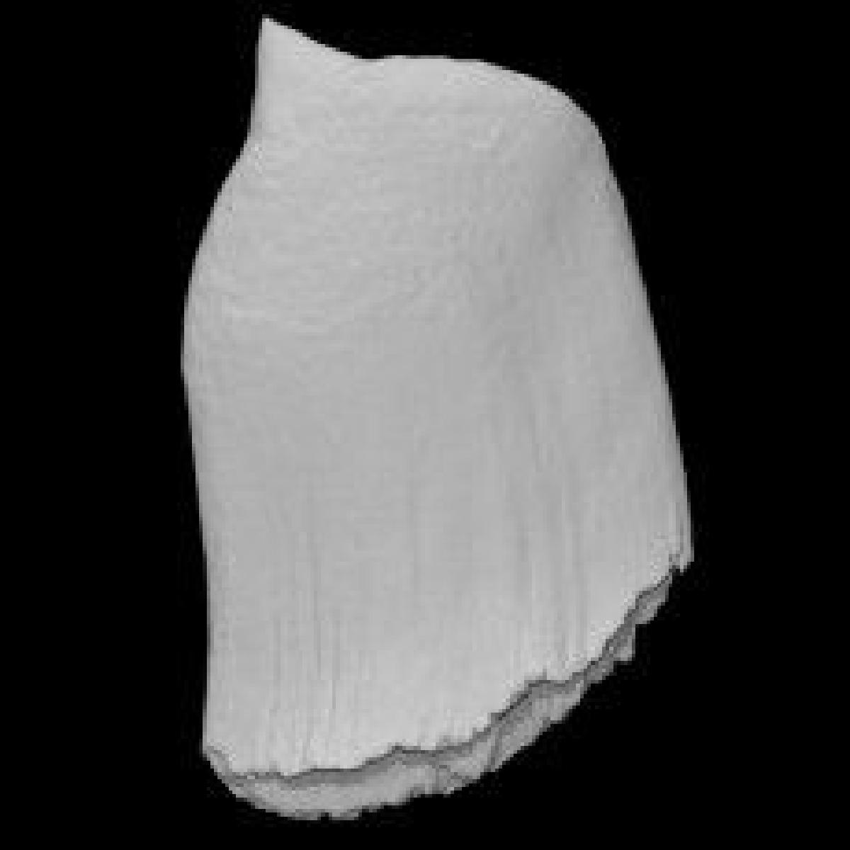 Espécime de baleia bicuda de Hubbs 02