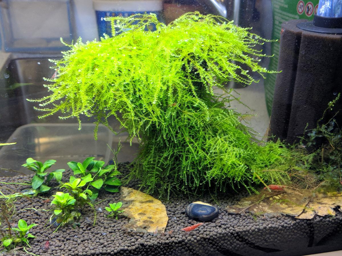 Experimentos de Bonsai do Aquário