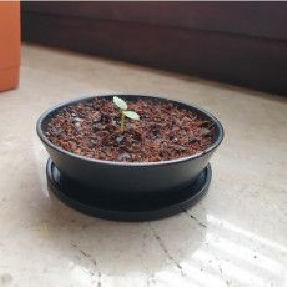 Bonsai Pote de Berçário