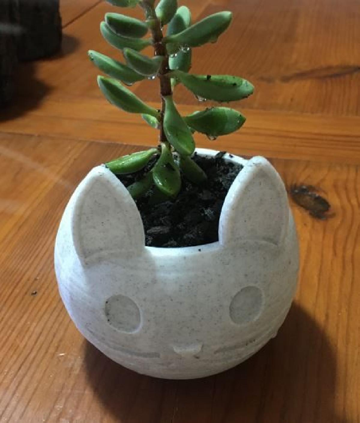 Cara de gato Vaso de flor