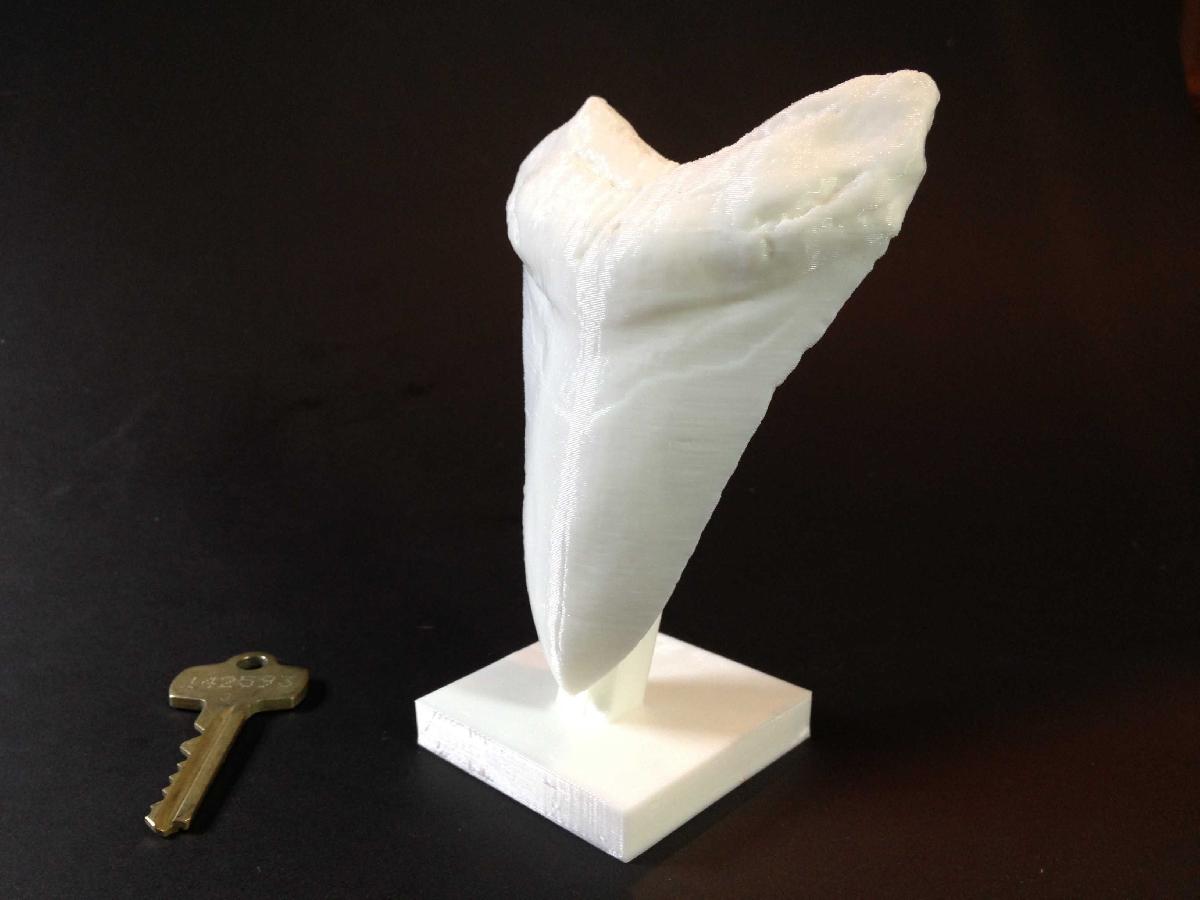 Dente de tubarão pré histórico gigante!