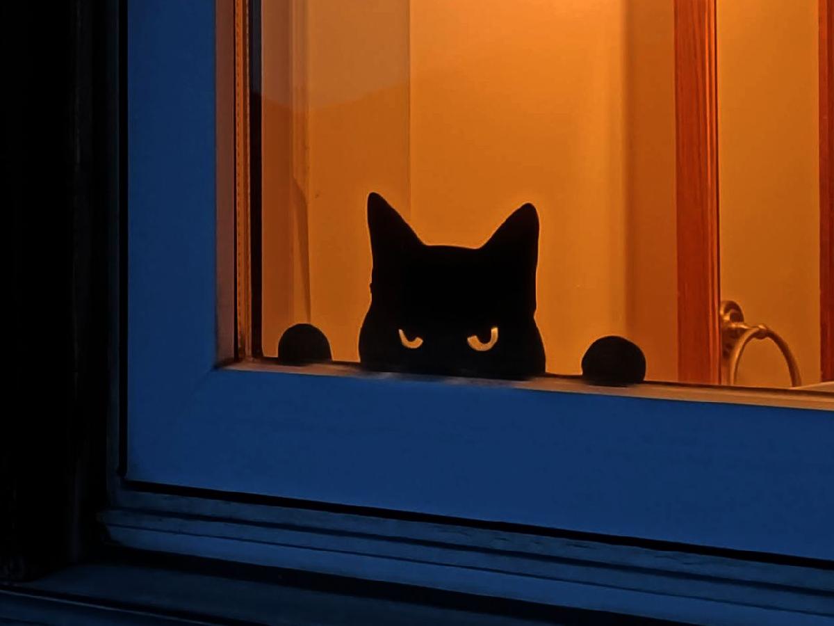 Gato Guarda Irritado