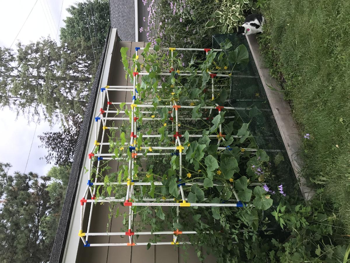 Conectores de gaiola de suporte Veggie