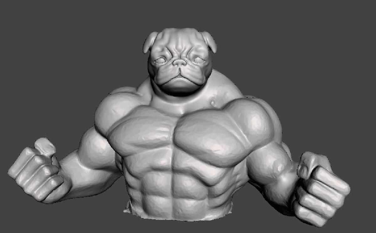 pug muscular