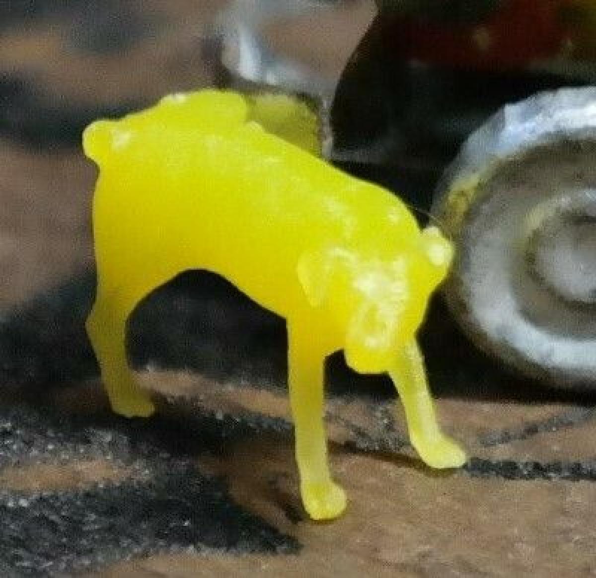 Cachorro mijando unica base