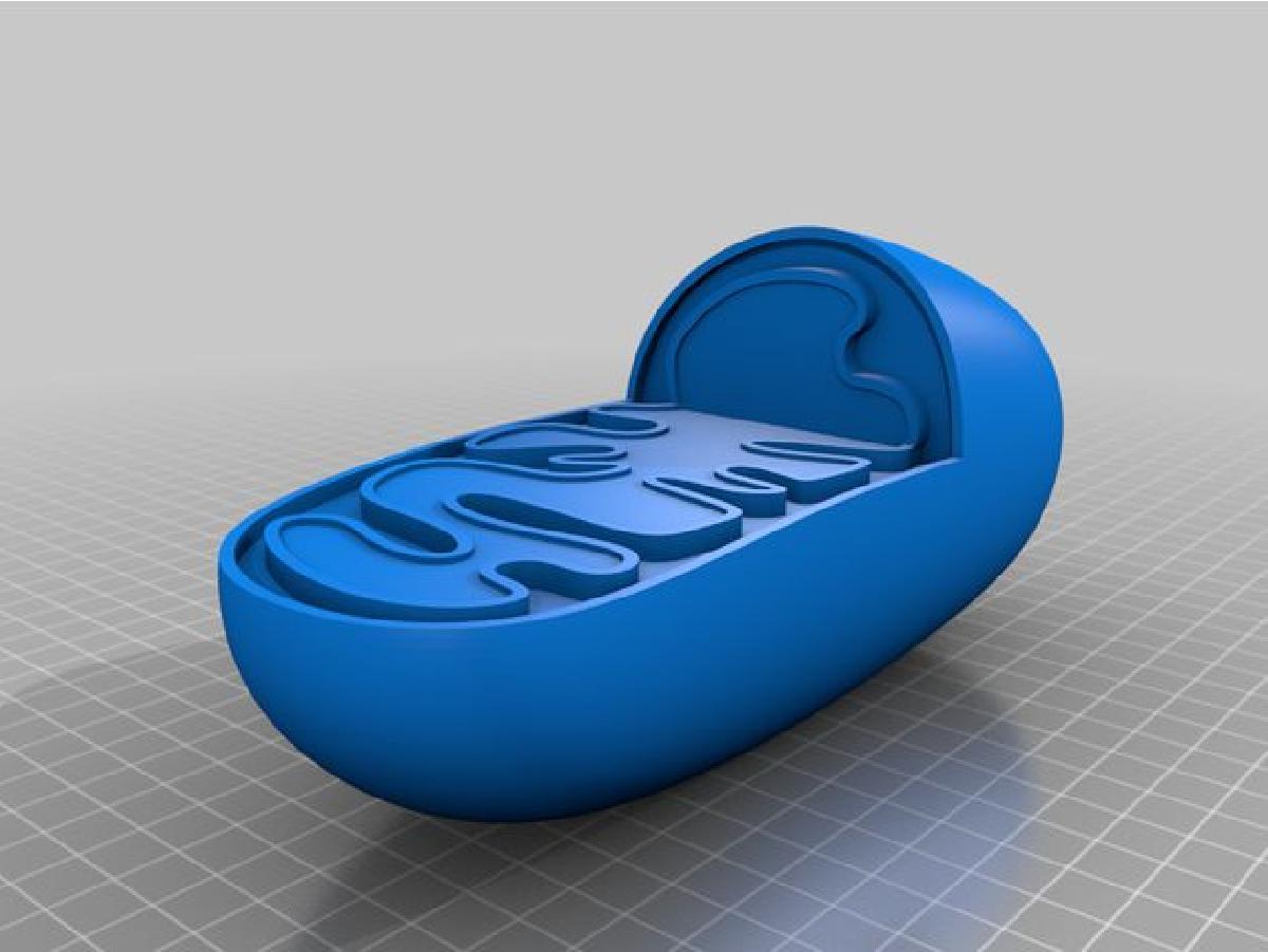 Mitocondria por MuseuMaker 3D