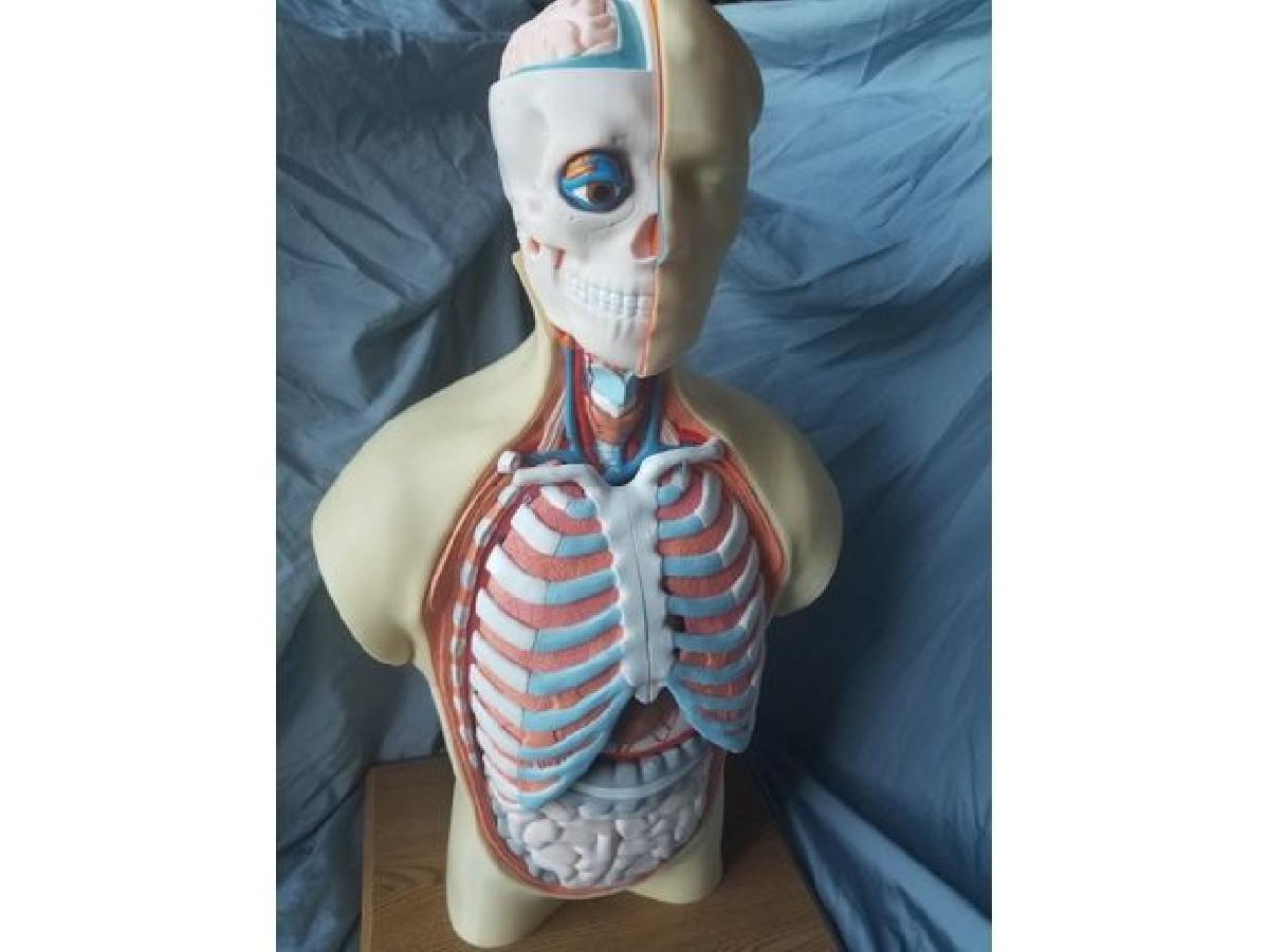 Modelo de Anatomia do Torso Humano