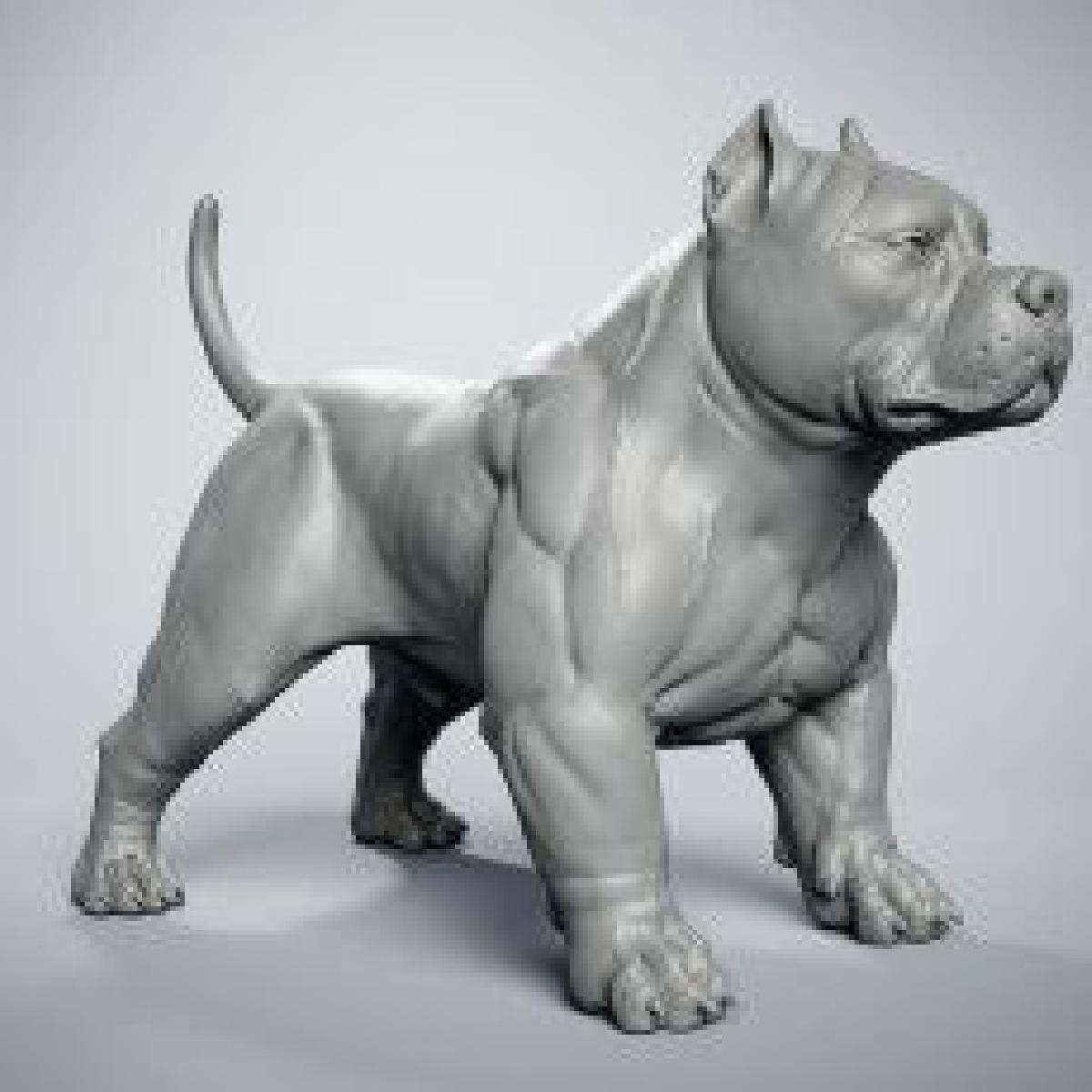American bully