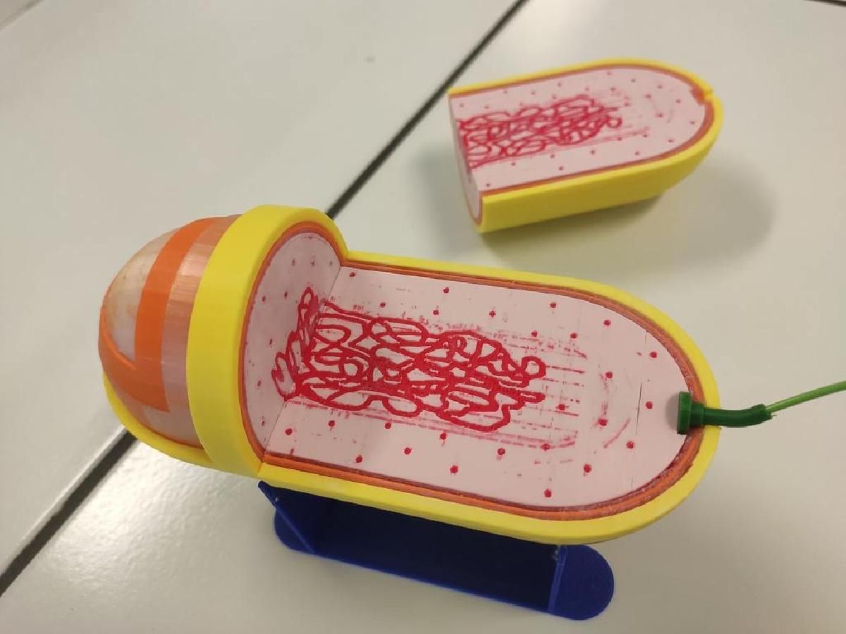 Bacterie Gram  aimantee   Bacterias Gram negativas magneticas