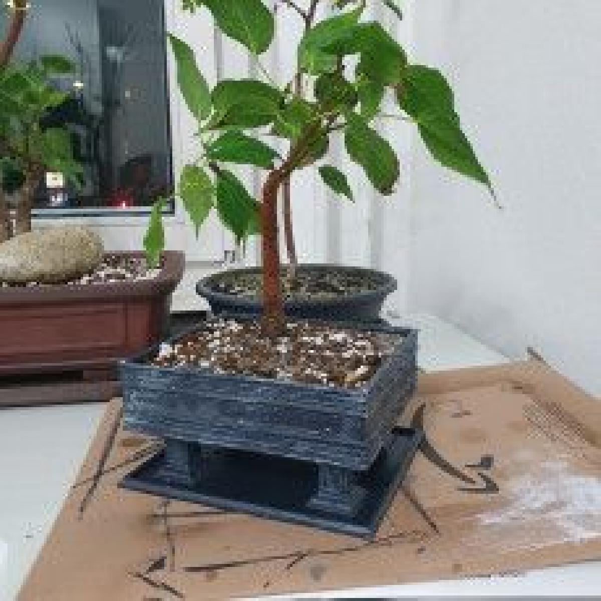 Vietnam Estilo Bonsai pote