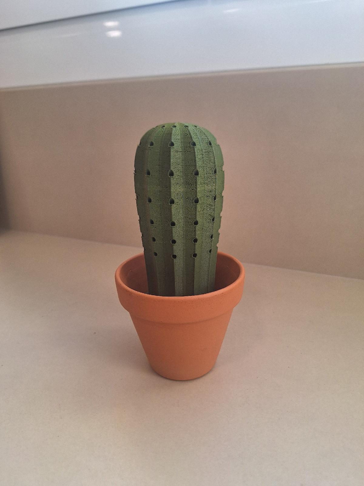 Cactus Titular Paliteiro