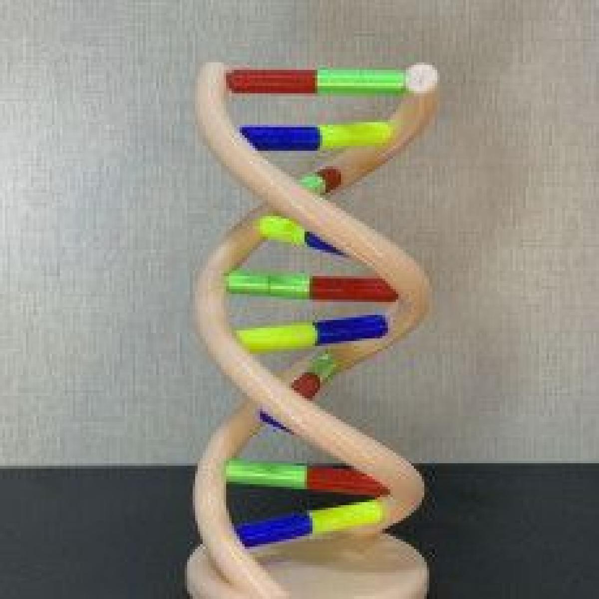 Modelo de DNA