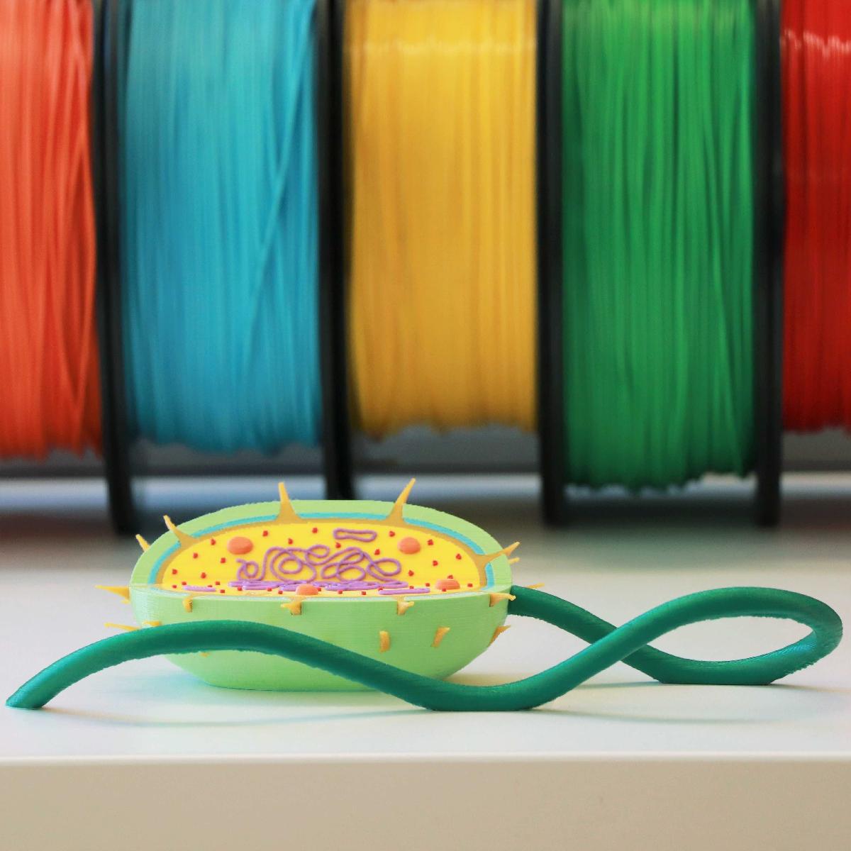 Células bacterianas (procarióticas)