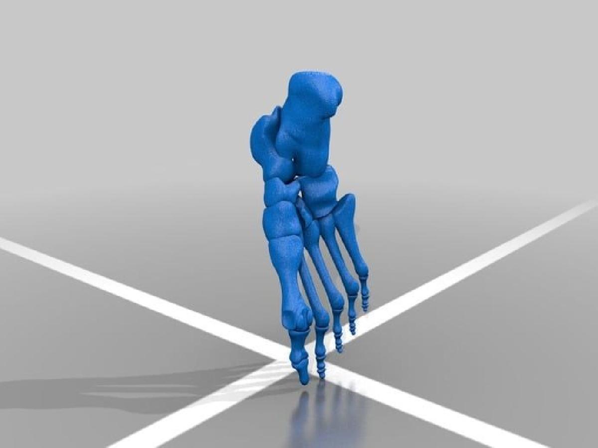 Anatomic Human Foot & Extremidade Inferior Versao 2.0