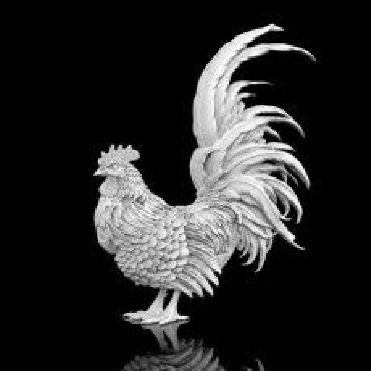 galo