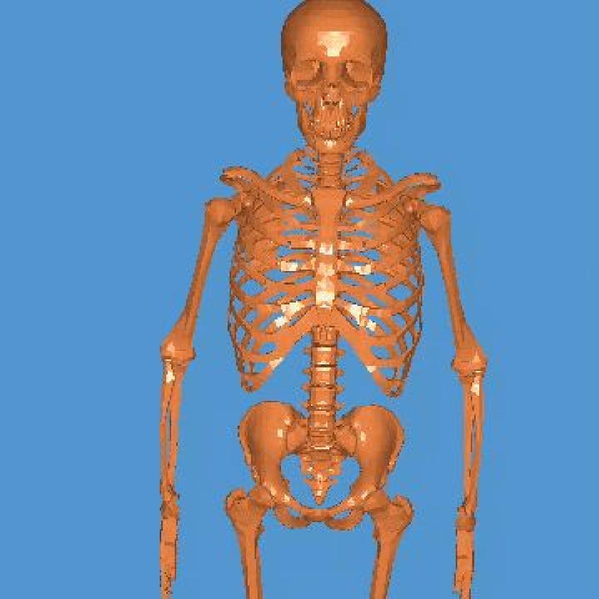 ESQUELETO 3D |