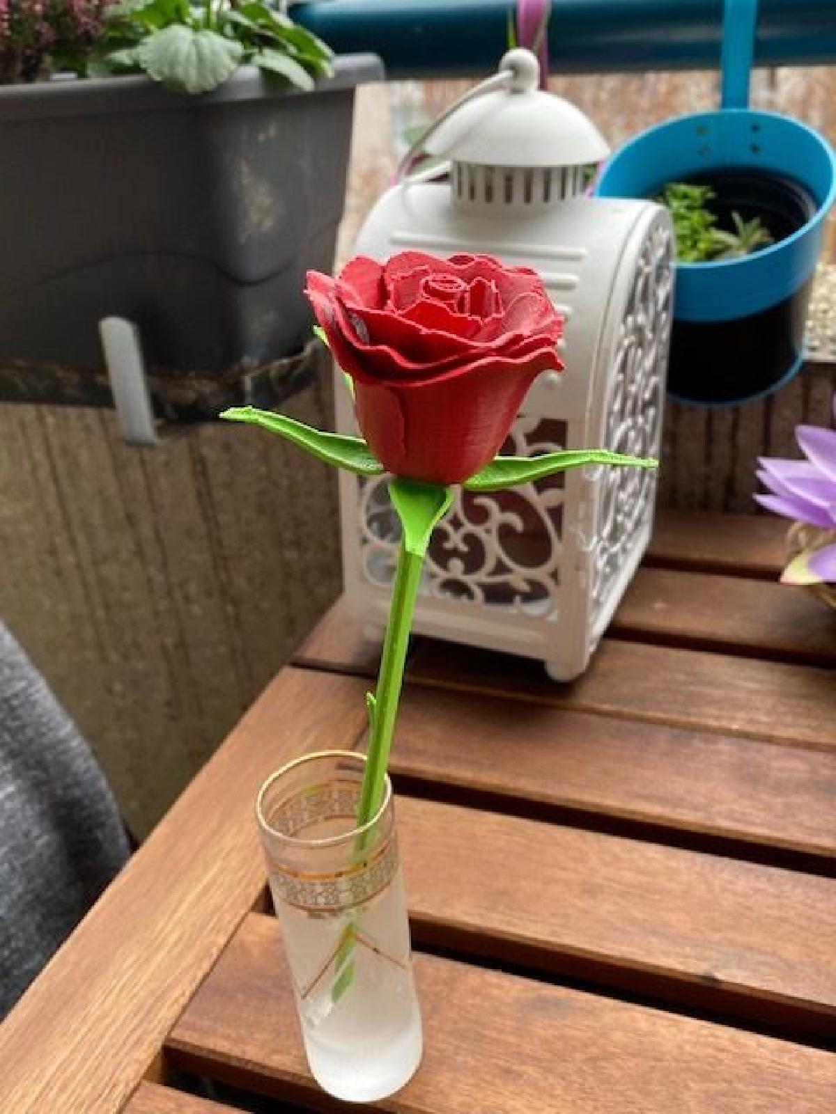 Rosa, caule e sepalas   Rosa, tige et sepales   Rosa, tallo y sepalos