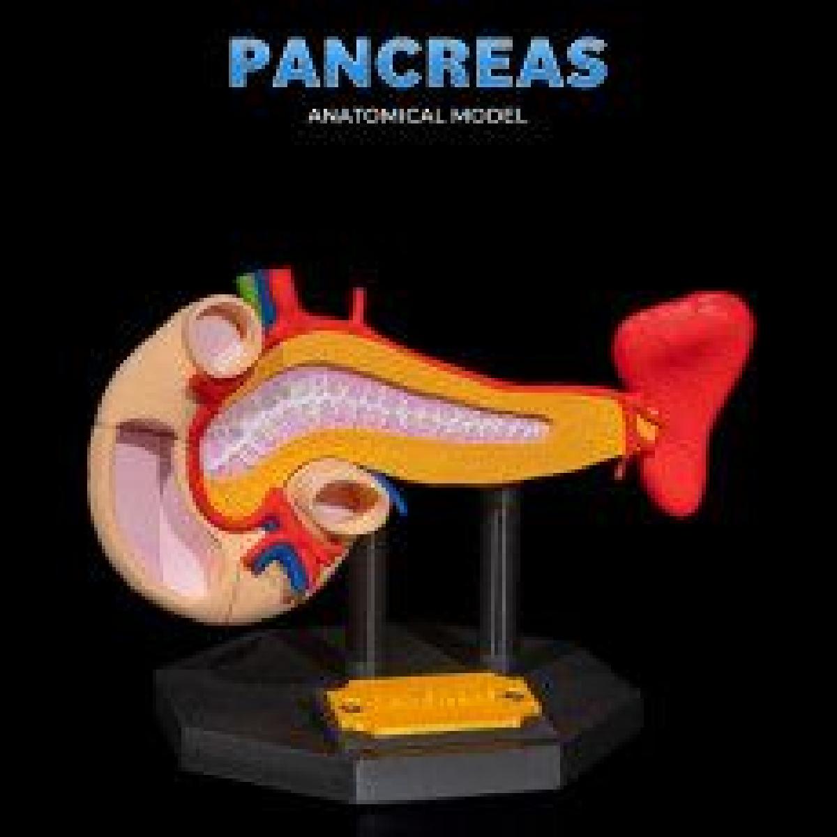 Modelo Anatomico do Pancreas