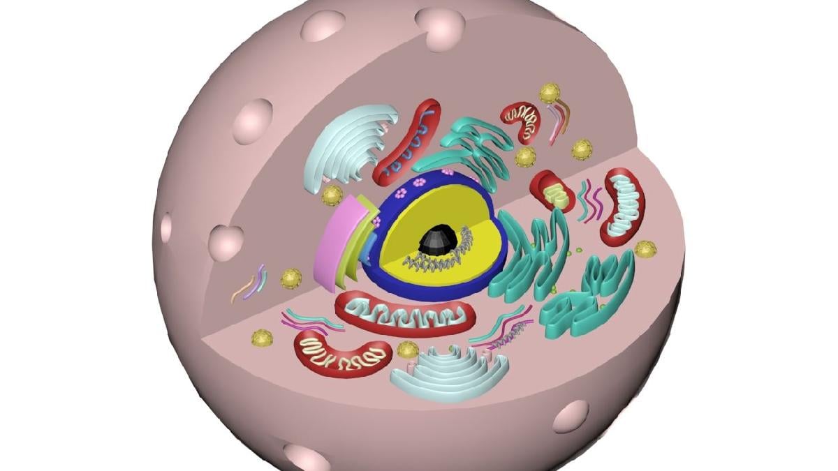 célula animal / célula eucariótica  modelo