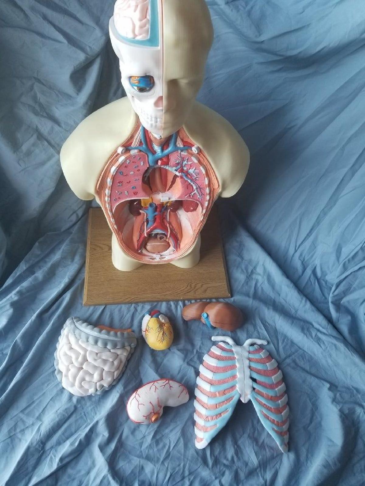 Modelo de torso de anatomia humana