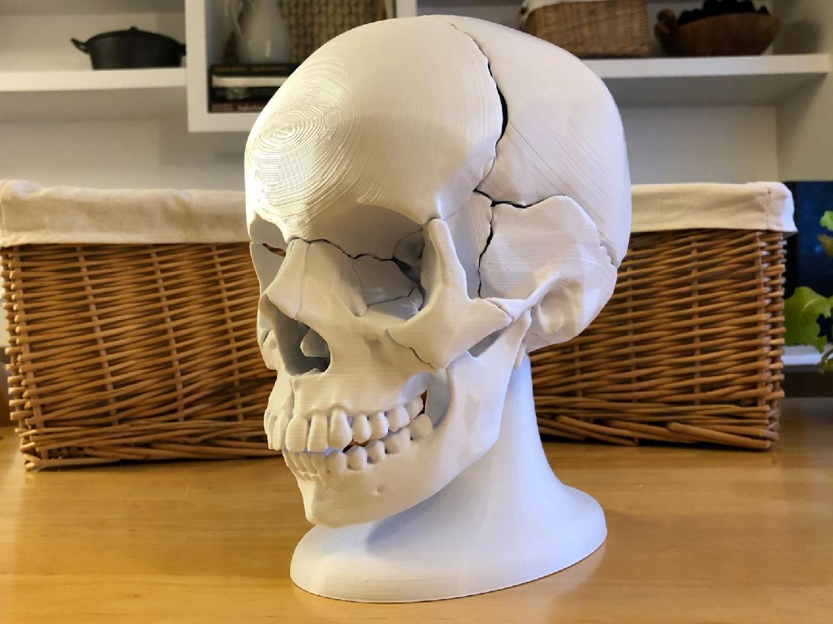 Modelo de crânio humano magnético de 18 peças anatomicamente correto em tamanho real