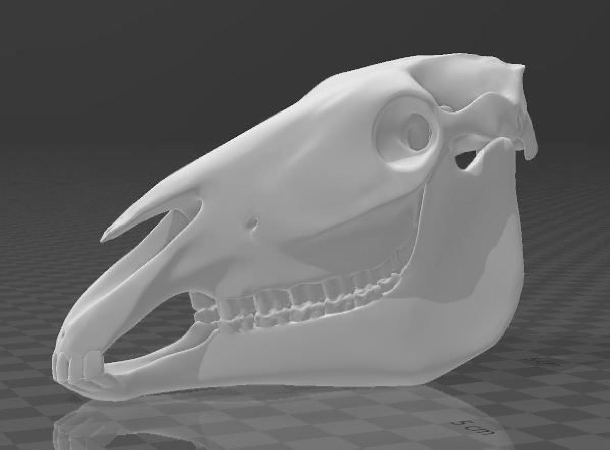 Craneo de Caballo   (cranio de cavalo)