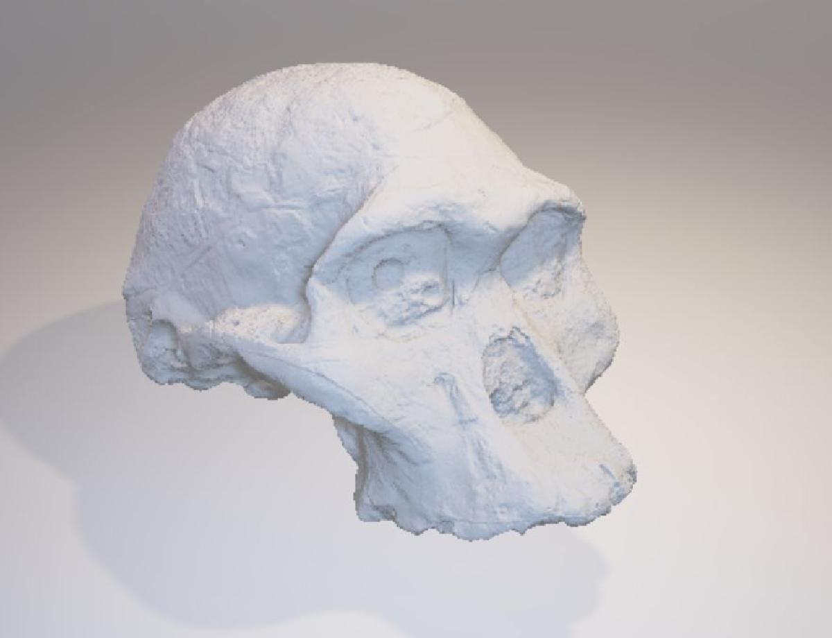 Cranio de Australopithecus Africanus
