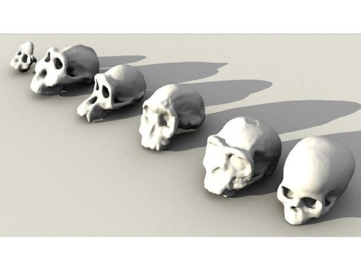 Conjunto de cranios evolutivos